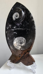Fossilised Fish Plate