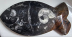Fossilised Fish Plate
