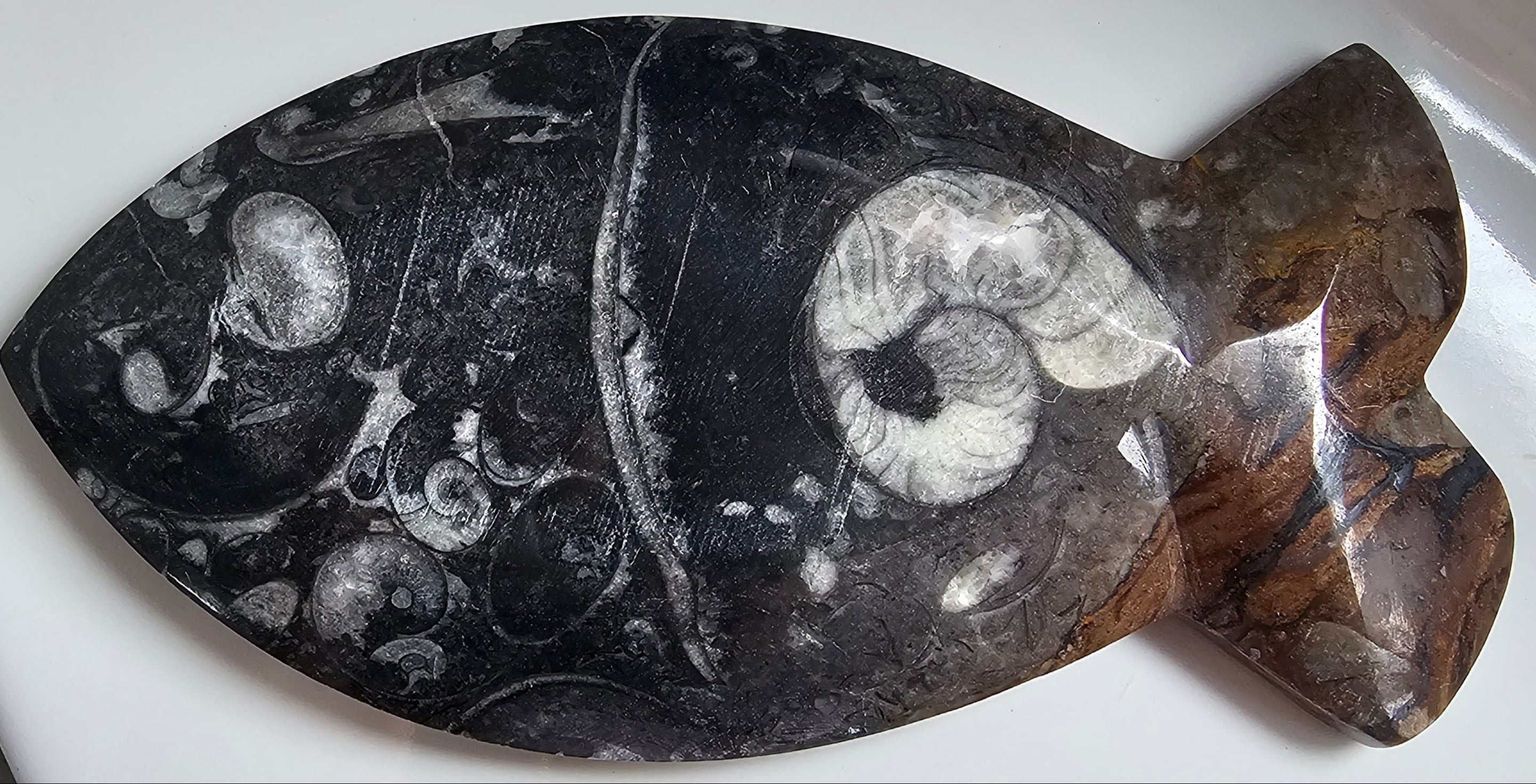 Fossilised Fish Plate