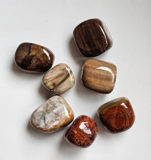 Petrified Wood