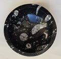 orthacerus fossil bowl