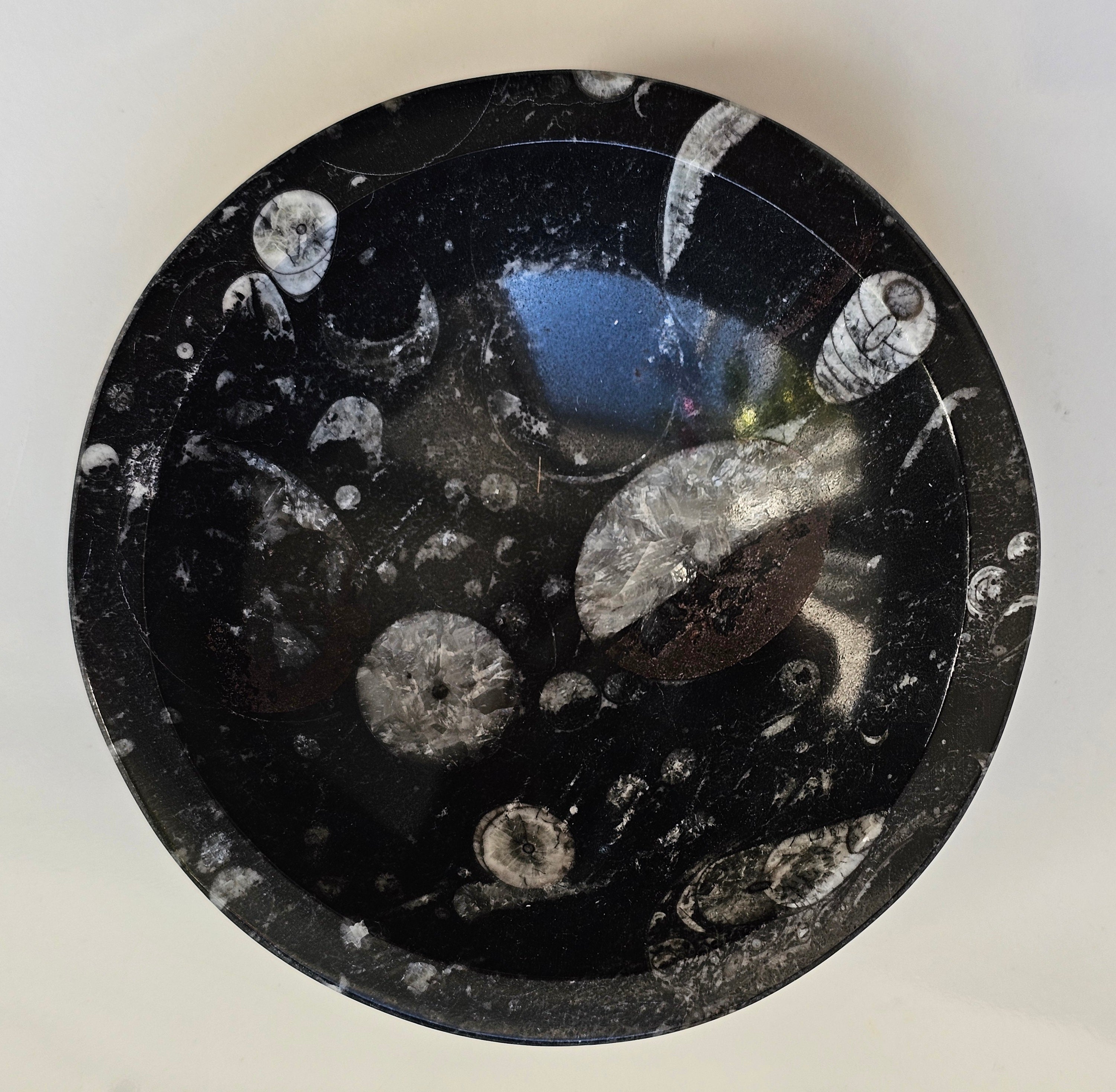 orthacerus fossil bowl