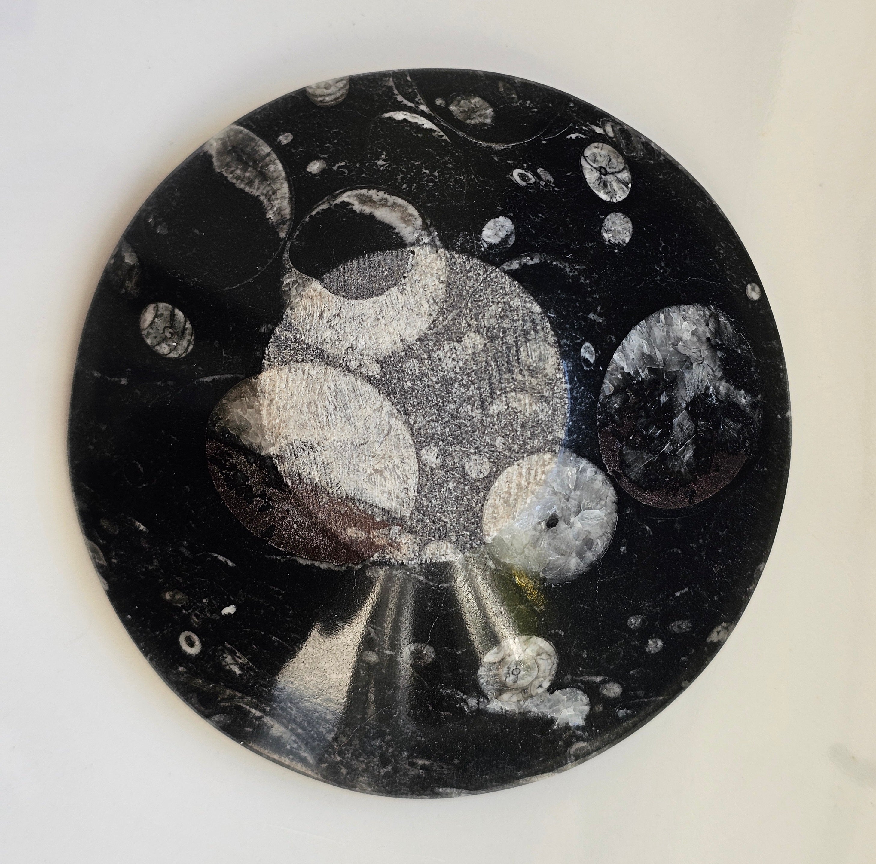 orthacerus fossil bowl