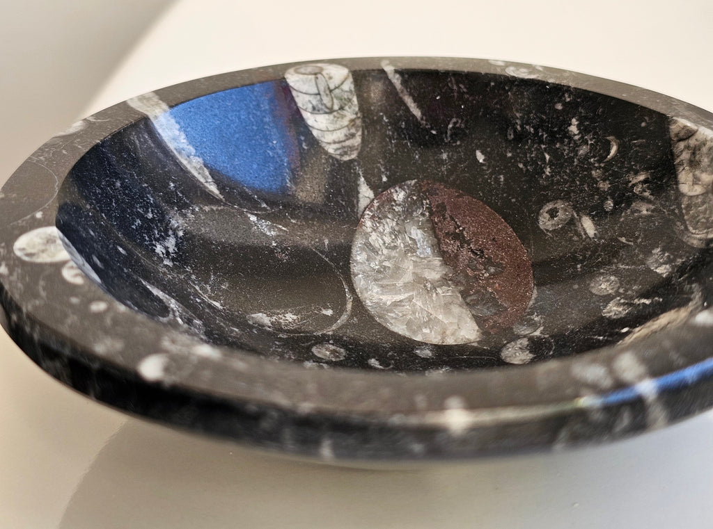orthacerus fossil bowl