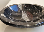 orthacerus fossil bowl