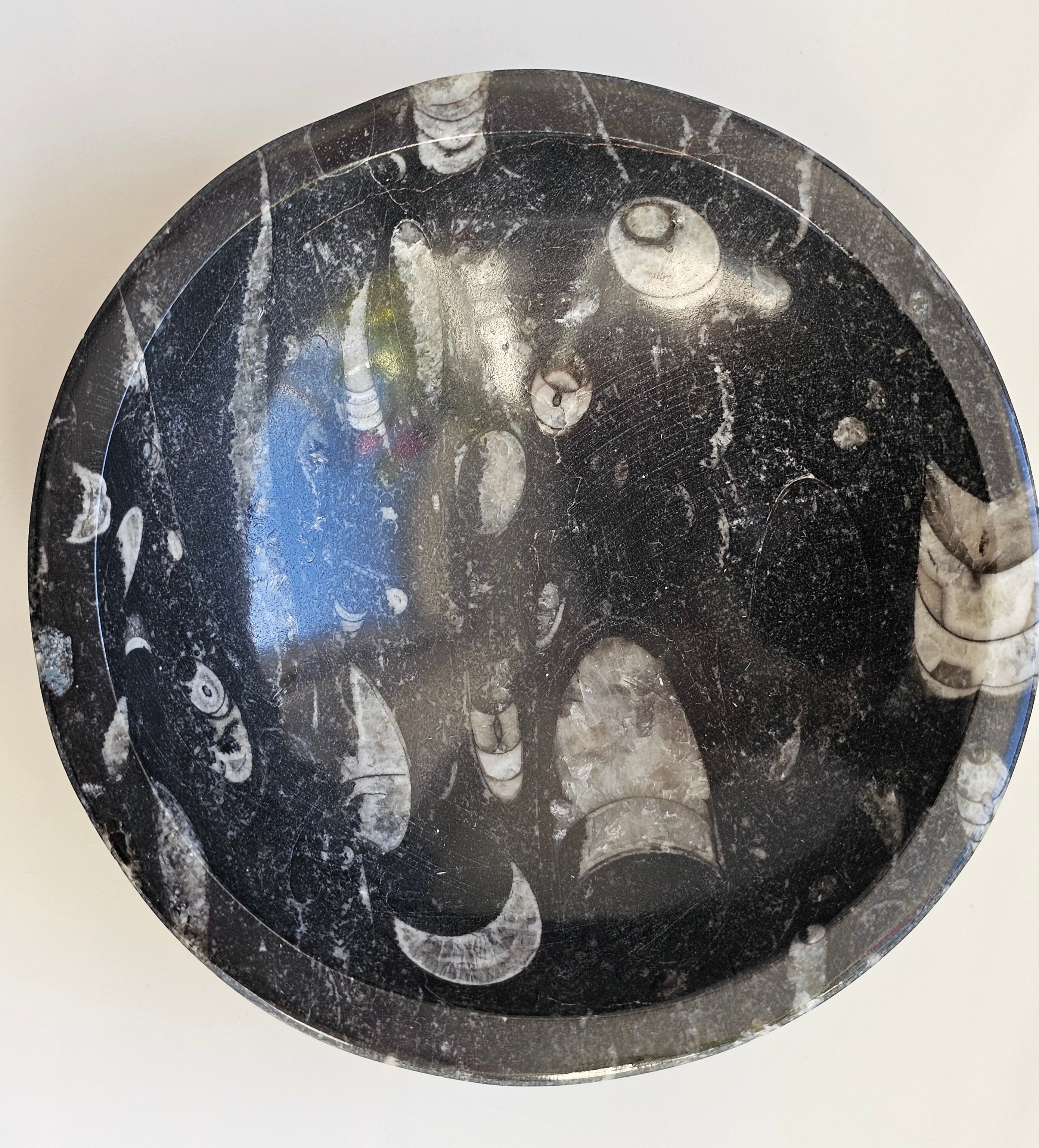 orthacerus fossil bowl