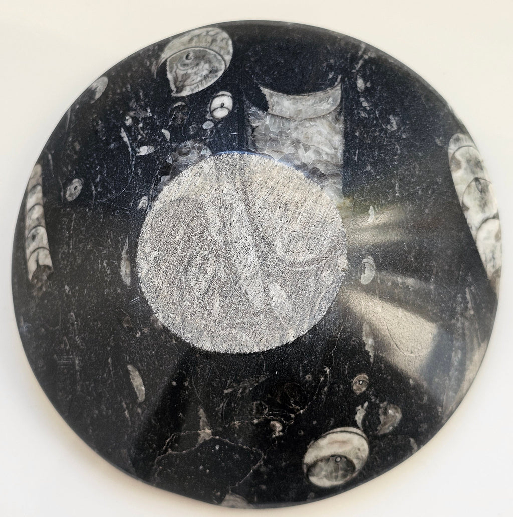 orthacerus fossil bowl
