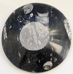orthacerus fossil bowl