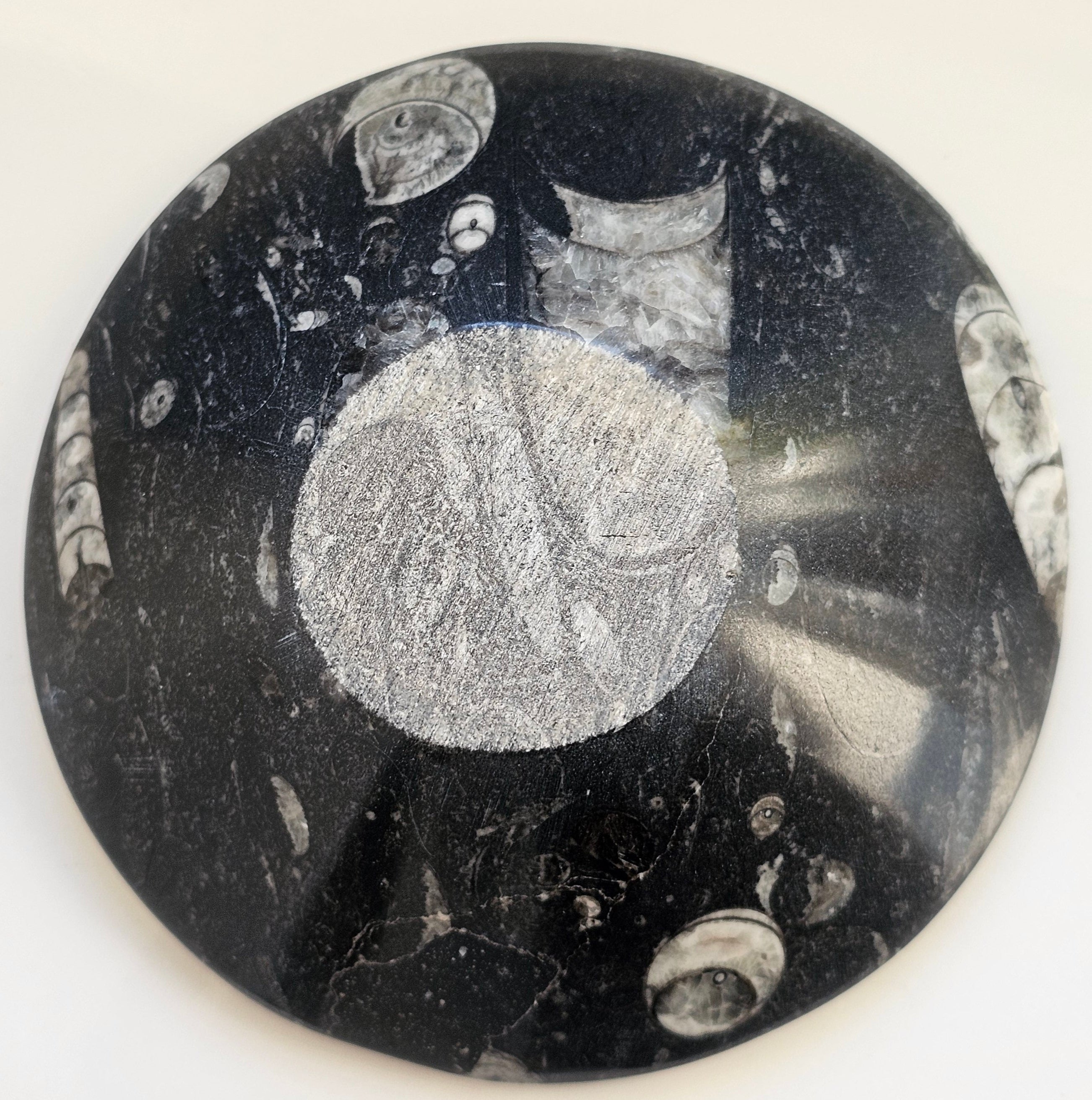 orthacerus fossil bowl