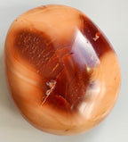 petrified wood pebble from madagascar