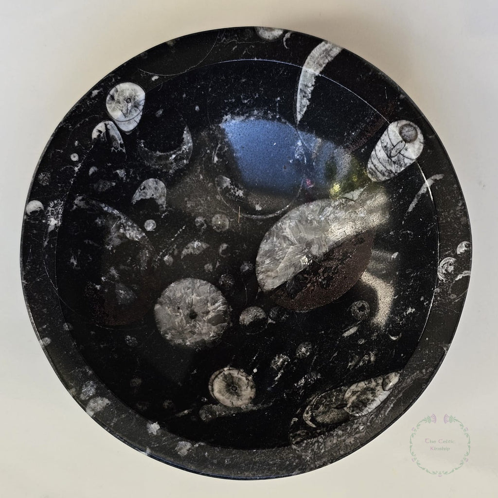 orthacerus fossil bowl