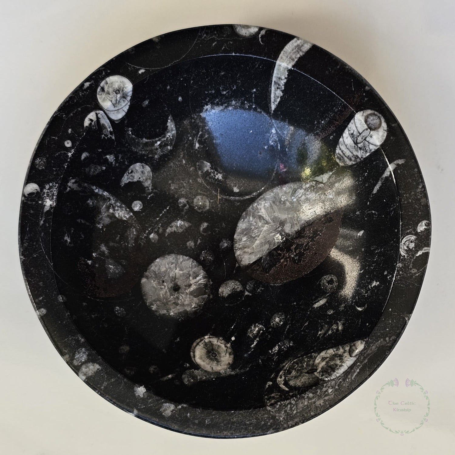 orthacerus fossil bowl